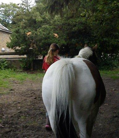 Pinto Rosenlyst's Queen og heart's(tidl. låne) - Lækker ''røv'' ik? billede 9