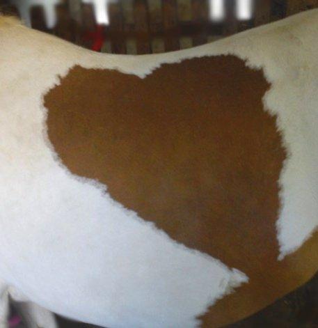 Pinto Rosenlyst's Queen og heart's(tidl. låne) - Læg mærke til hendes navn:
Queen's of HEART'S 
der er hjertet så / heart.
 billede 10