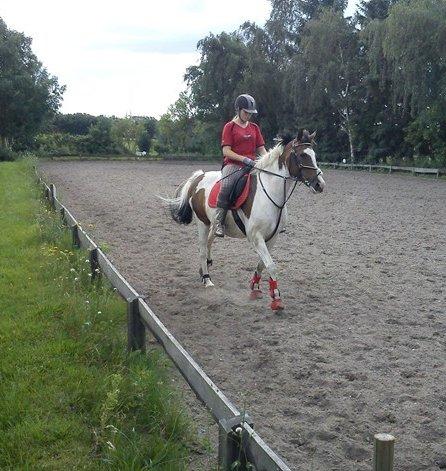 Pinto Rosenlyst's Queen og heart's(tidl. låne) billede 12