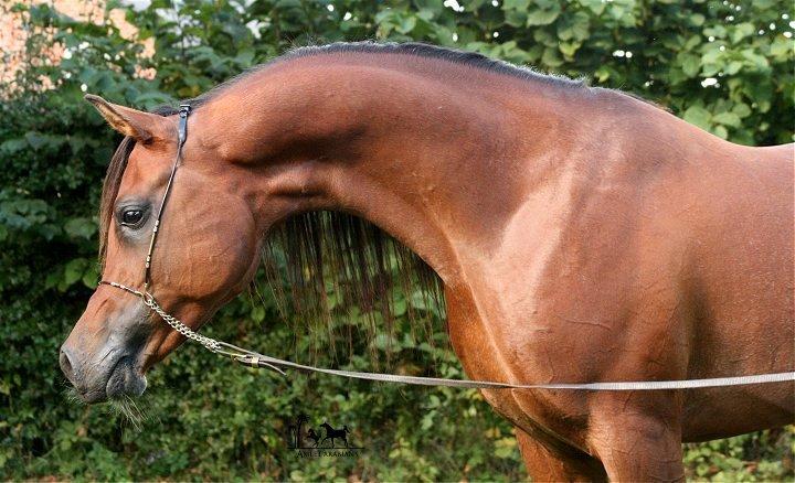 Arabisk fuldblod (OX) Shamas - AVLSHINGST - AFLIVET 2006-2016* - Sept. 2012 billede 8