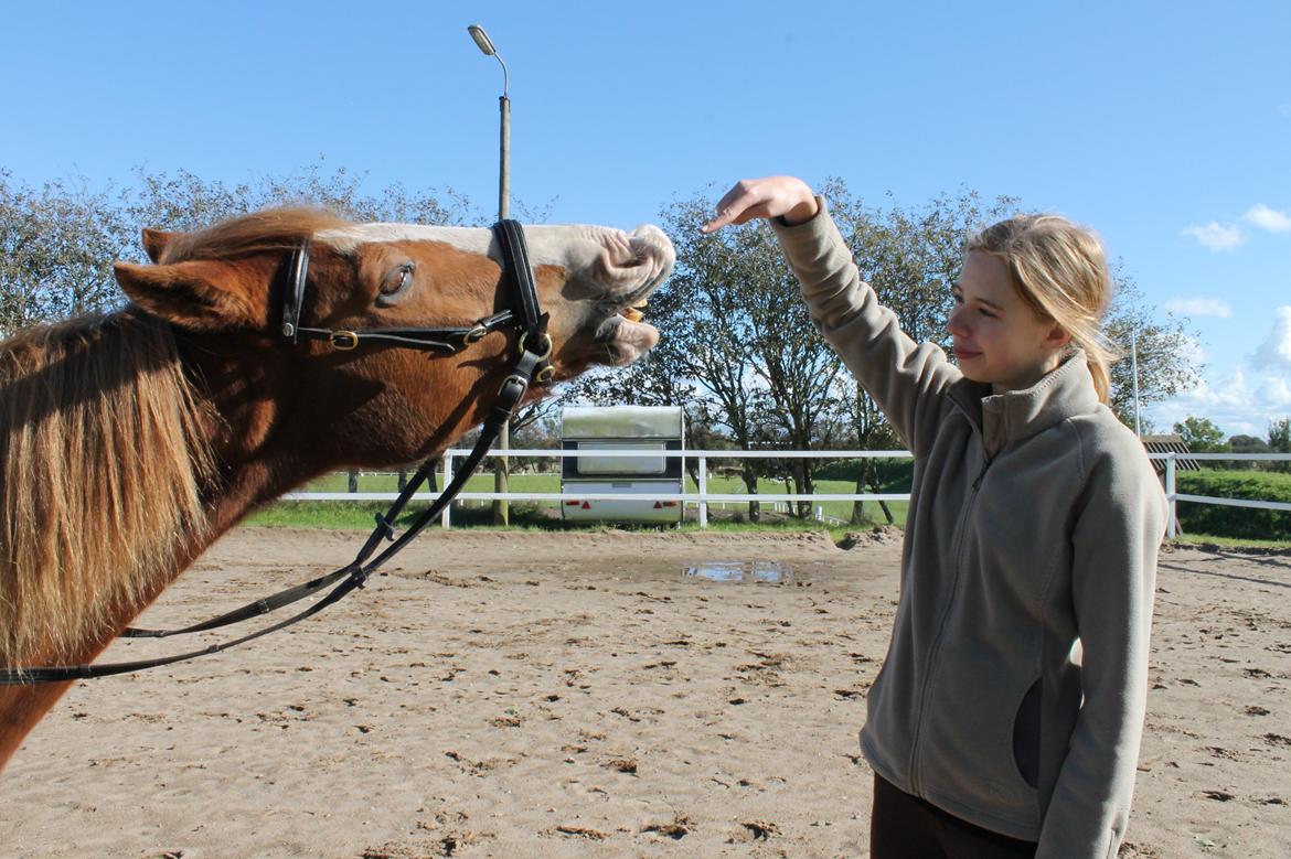 Anden særlig race Carisma - Smile tricket. :) billede 18