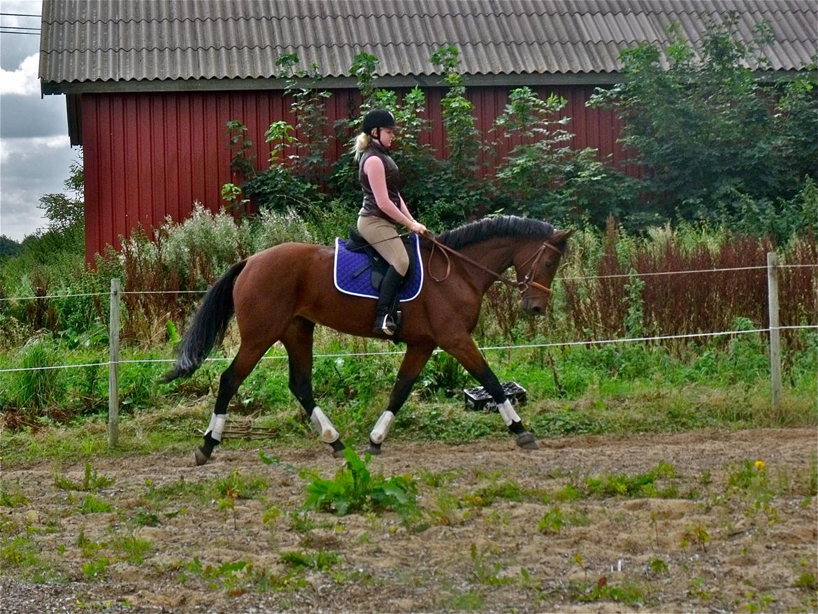 Dansk Varmblod Easter - Mig & Basse <3 billede 2