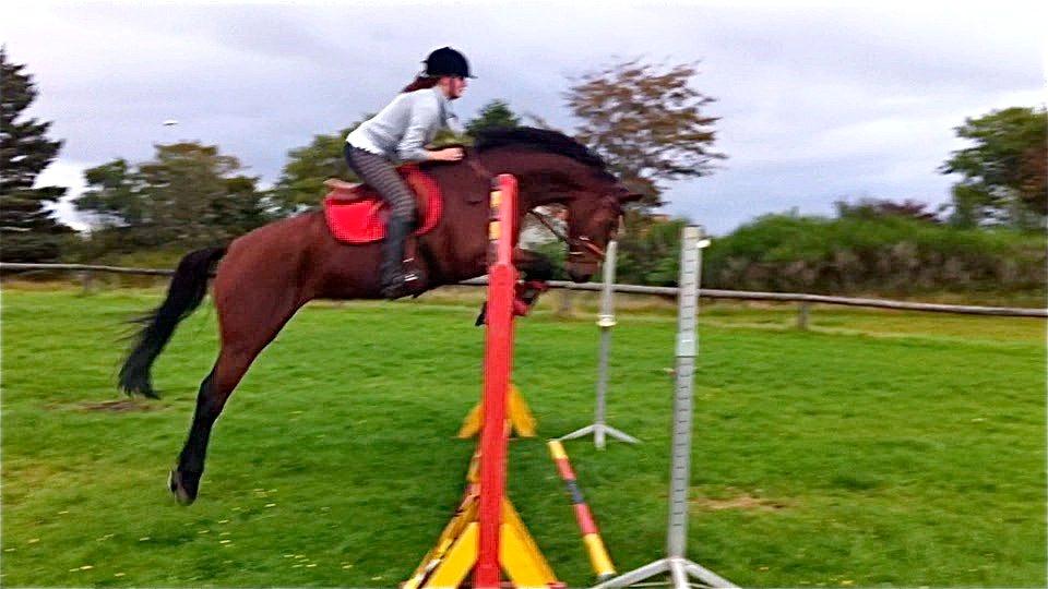 Dansk Varmblod Easter - Simone & Easter :)
6.0 i teknik og kapacitet til rideprøve. billede 19