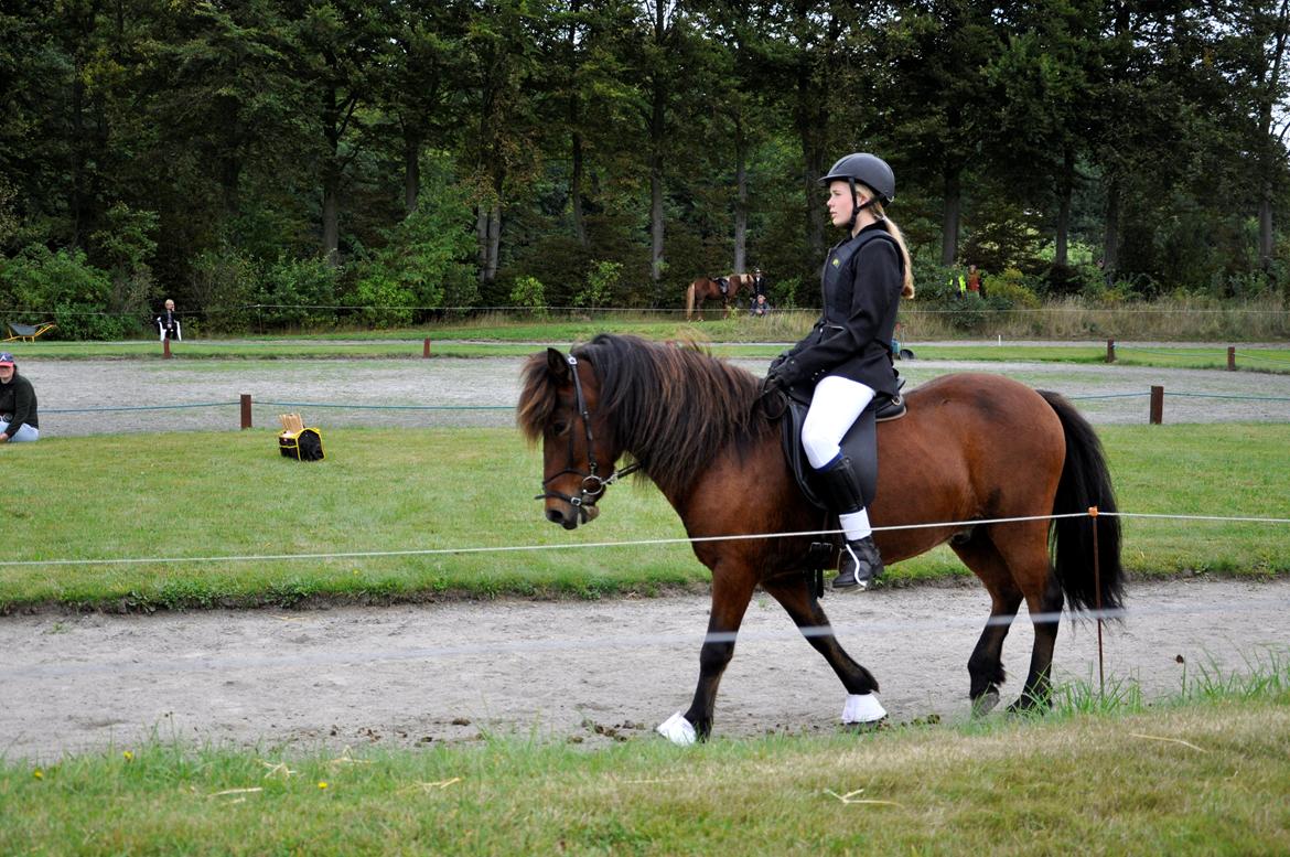 Islænder Óðinn fra lille Nørregård - To ride a horse is to ride the sky billede 7