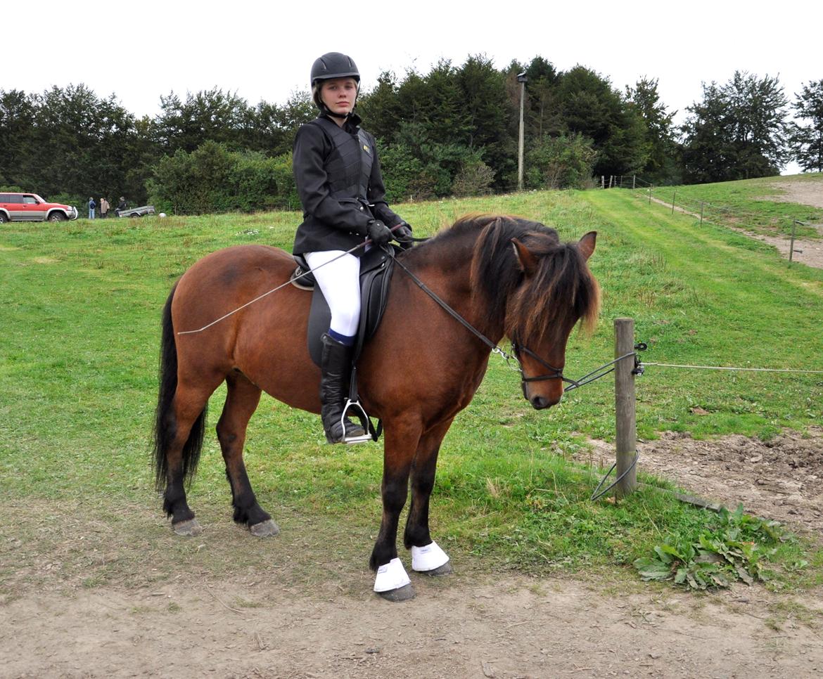 Islænder Óðinn fra lille Nørregård - All horses deserve, at least once in their lives, to be loved by a little girl.
 billede 8