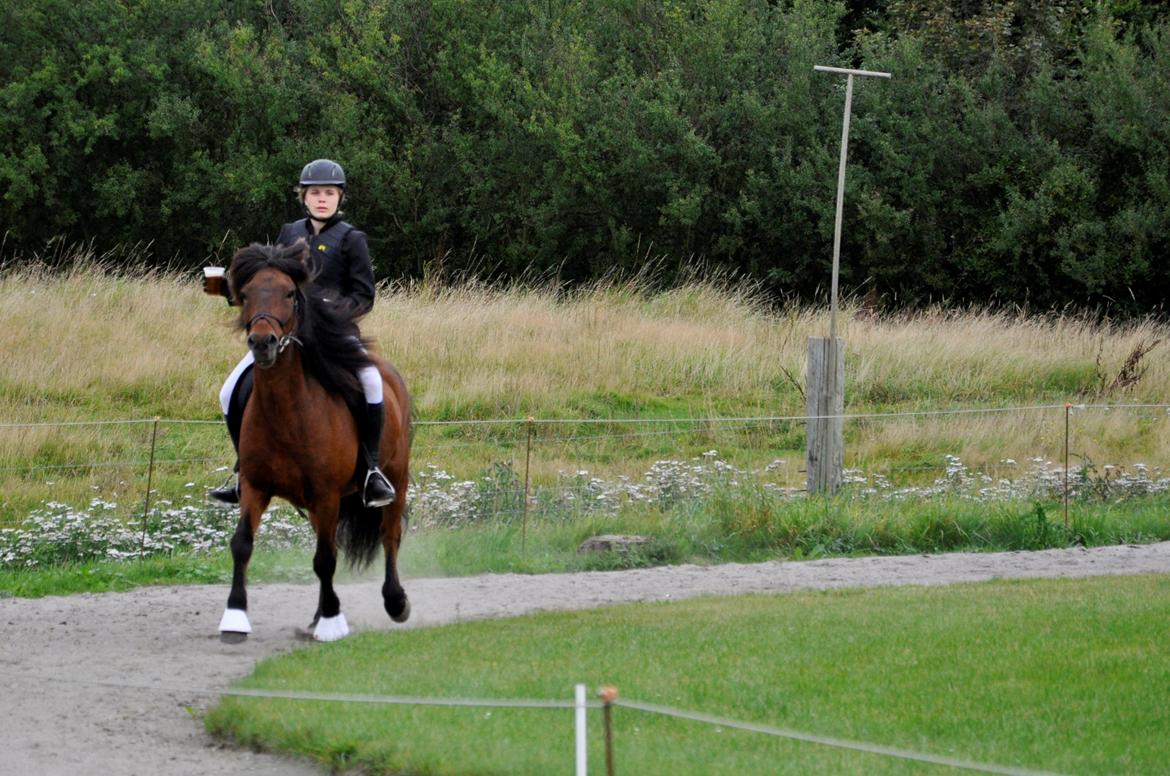 Islænder Óðinn fra lille Nørregård - No hour of life is wasted that is spent in the saddle. billede 11