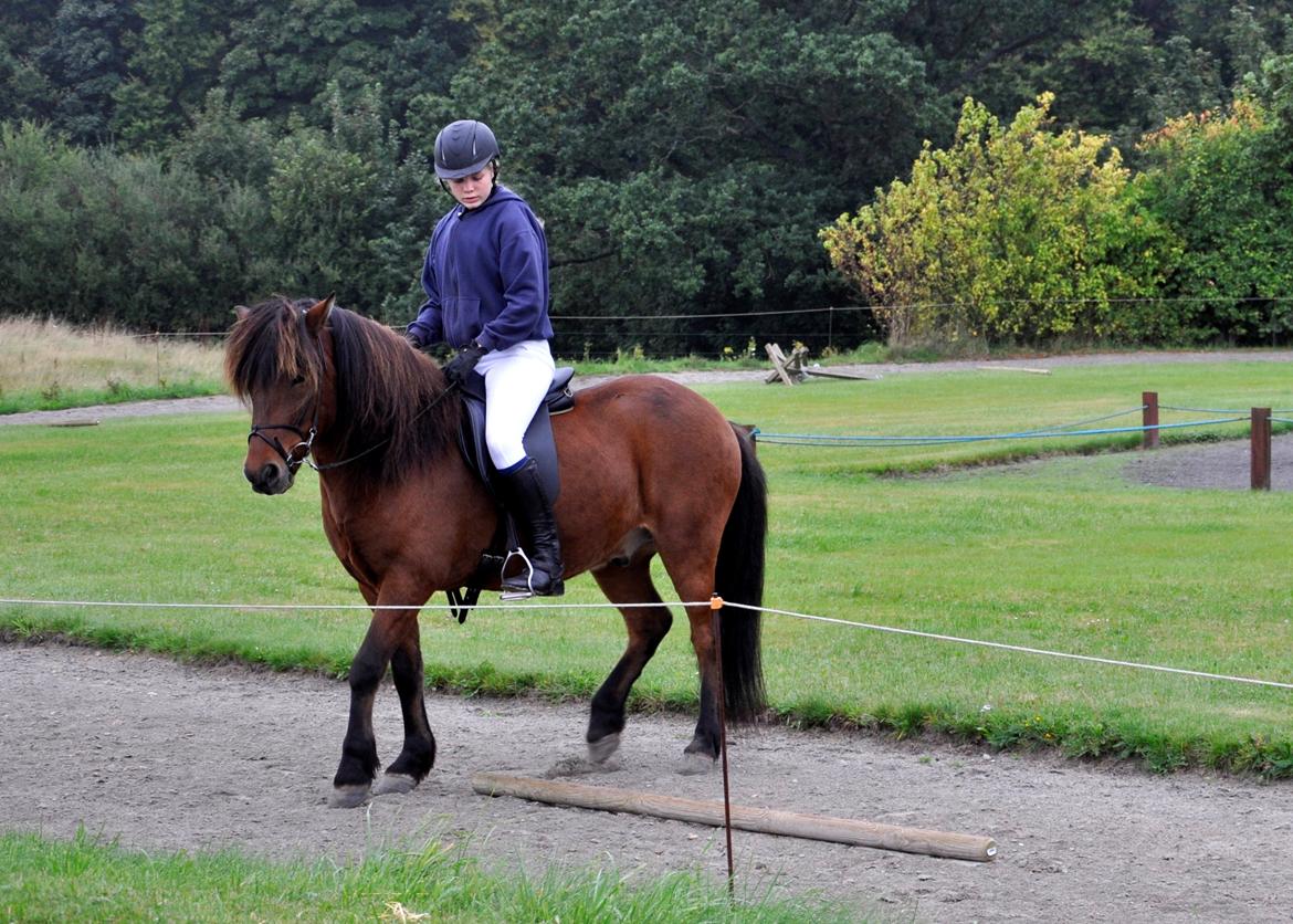 Islænder Óðinn fra lille Nørregård - There is no secret so close as that between a rider and his horse. billede 12