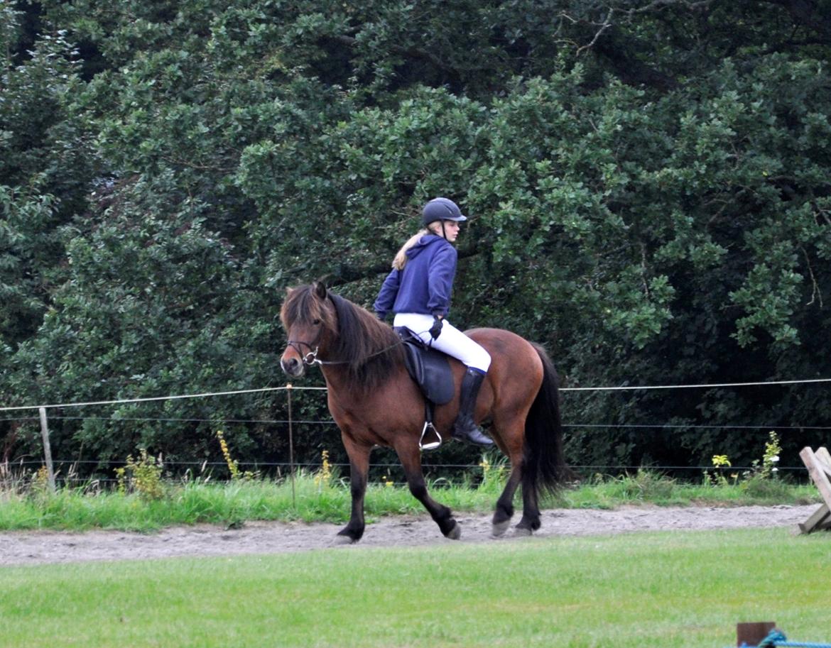 Islænder Óðinn fra lille Nørregård - When life gives you a hundred reasons to cry, show life that you have a thousand reasons to smile billede 13