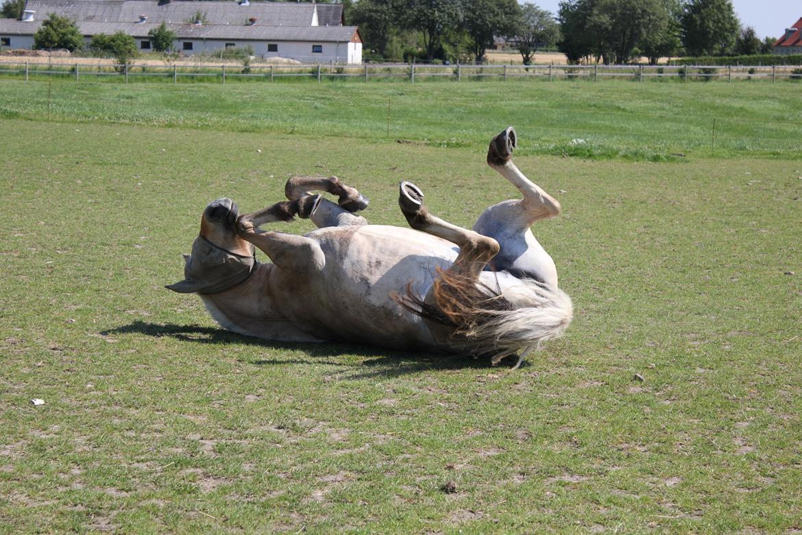 Fjordhest Freja |Den bedste <3| - Rulle tur, hvorfor være ren? - Sommer 2012 billede 11