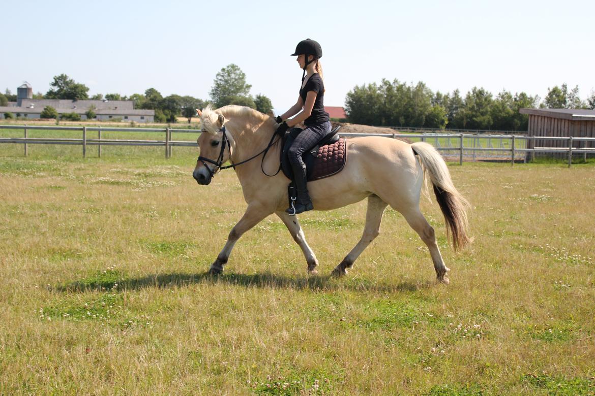 Fjordhest Freja |Den bedste <3| - Dressur er ikke lige vores ting sammen, men det går da meget godt<3 - Sommer 2012 billede 12