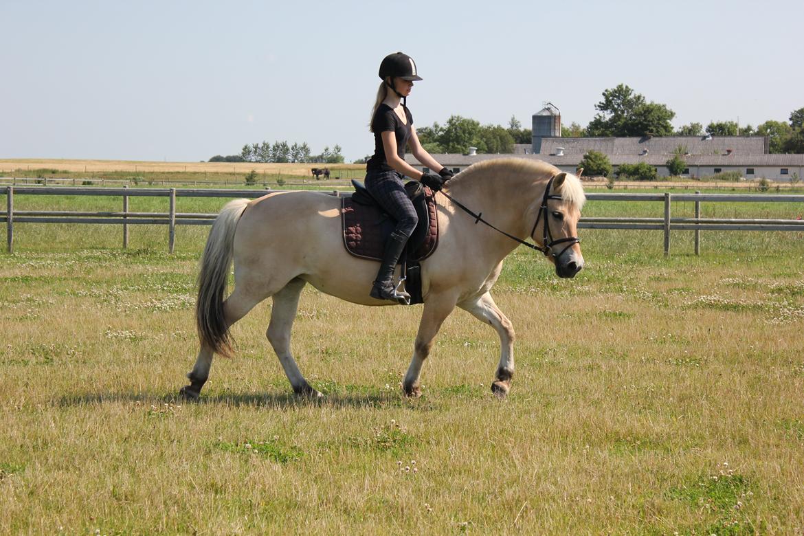 Fjordhest Freja |Den bedste <3| - Skønne skønne dig, Freja! - Sommer 2012 billede 15
