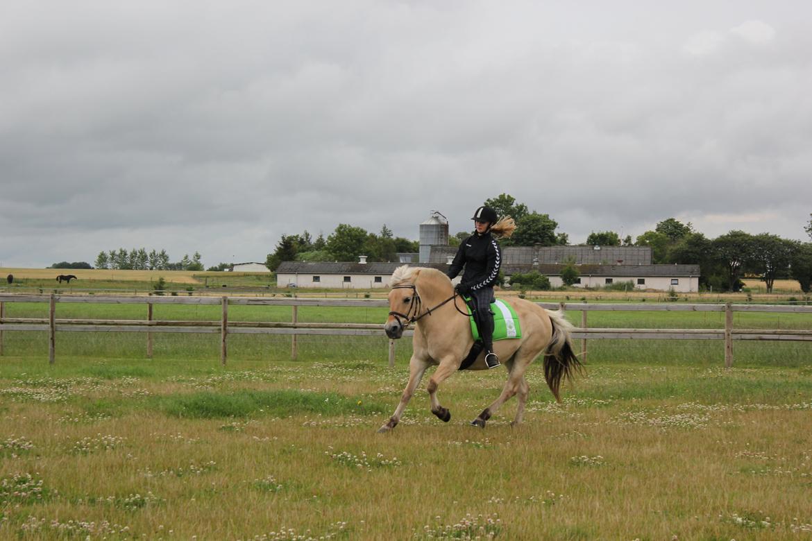 Fjordhest Freja |Den bedste <3| - Galop er godt nok din svaghed, men gaal en lækker en når du endelig gider - Sommer 2012 billede 16