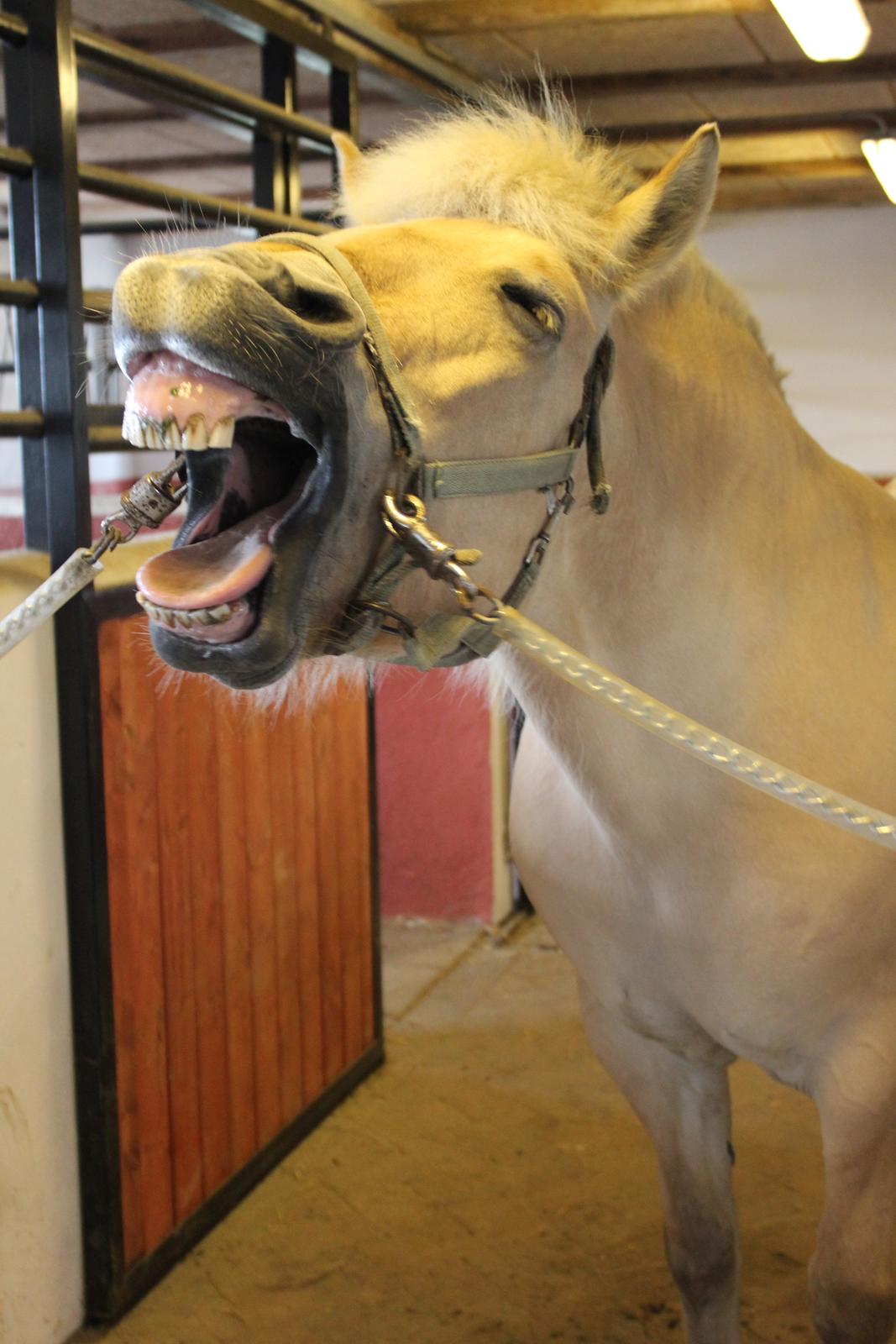 Fjordhest Freja |Den bedste <3| - Gaaaab, siger pony ;) - Sommer 2012 billede 17