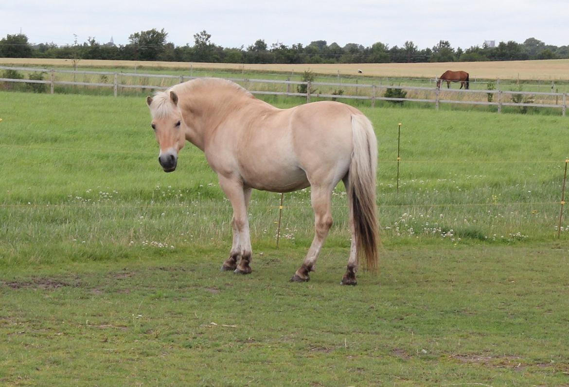 Fjordhest Freja |Den bedste <3| - Hvorfor så fotogen? lækre hyp dog - Sommer 2012 billede 18