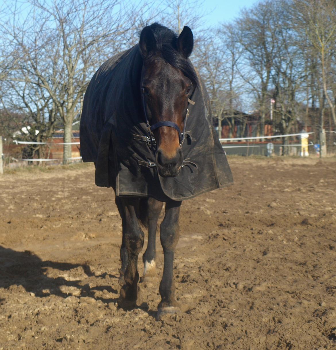 Anden særlig race TULLE-BELL billede 19