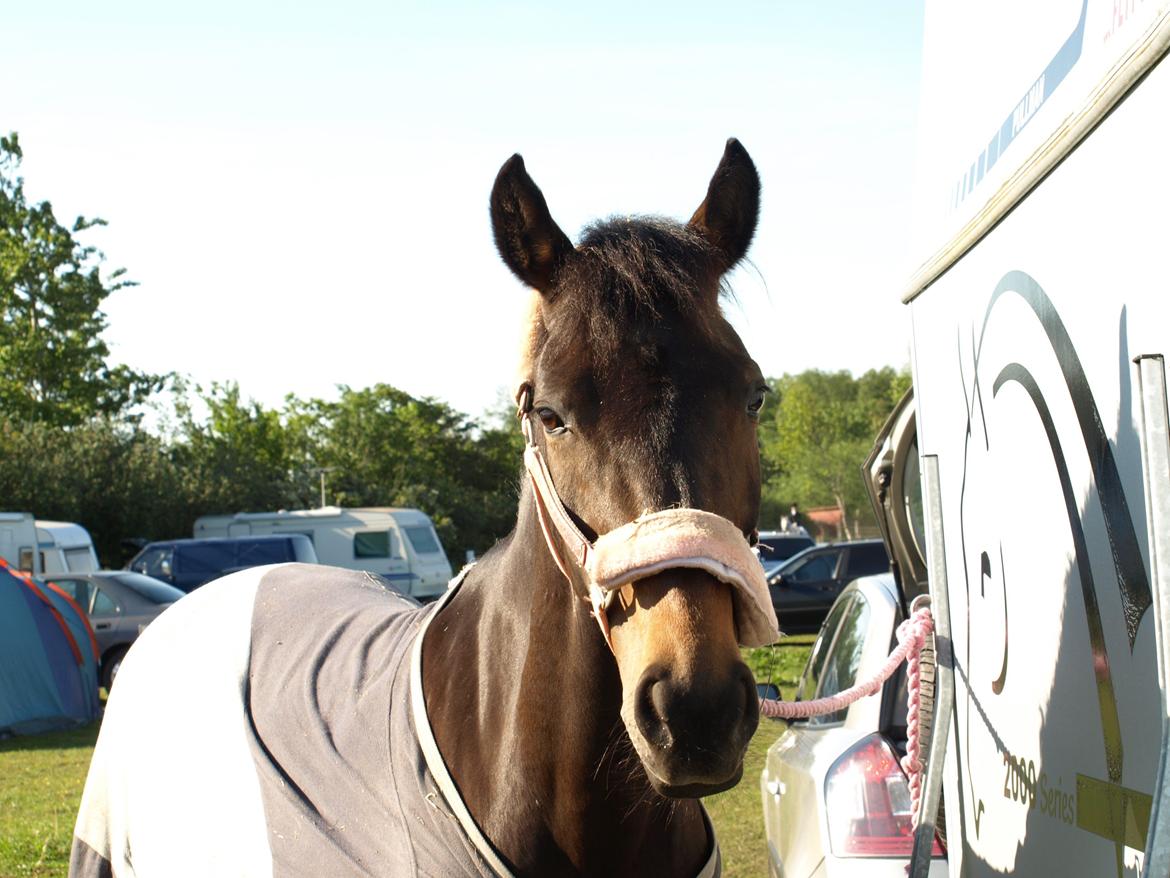 New Forest LADY ANTARES - Til stævne i Jetsmark <3 fik en 3. plads billede 5