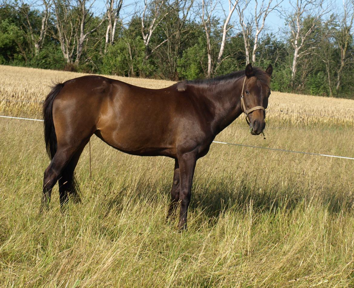 New Forest LADY ANTARES - Velkommen til Ladys profil <3 billede 1