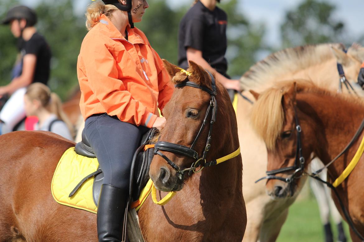 Islænder Ormur fra Eyfjörd <3 | THTH - Ormur til Pony Games til Store Hestedag :-) billede 9