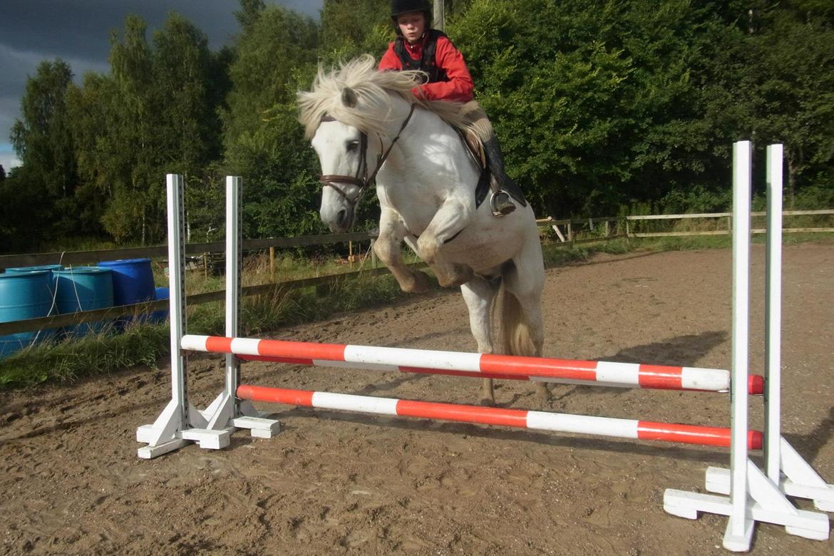 Anden særlig race Mikkel - 65 cm. billede 1