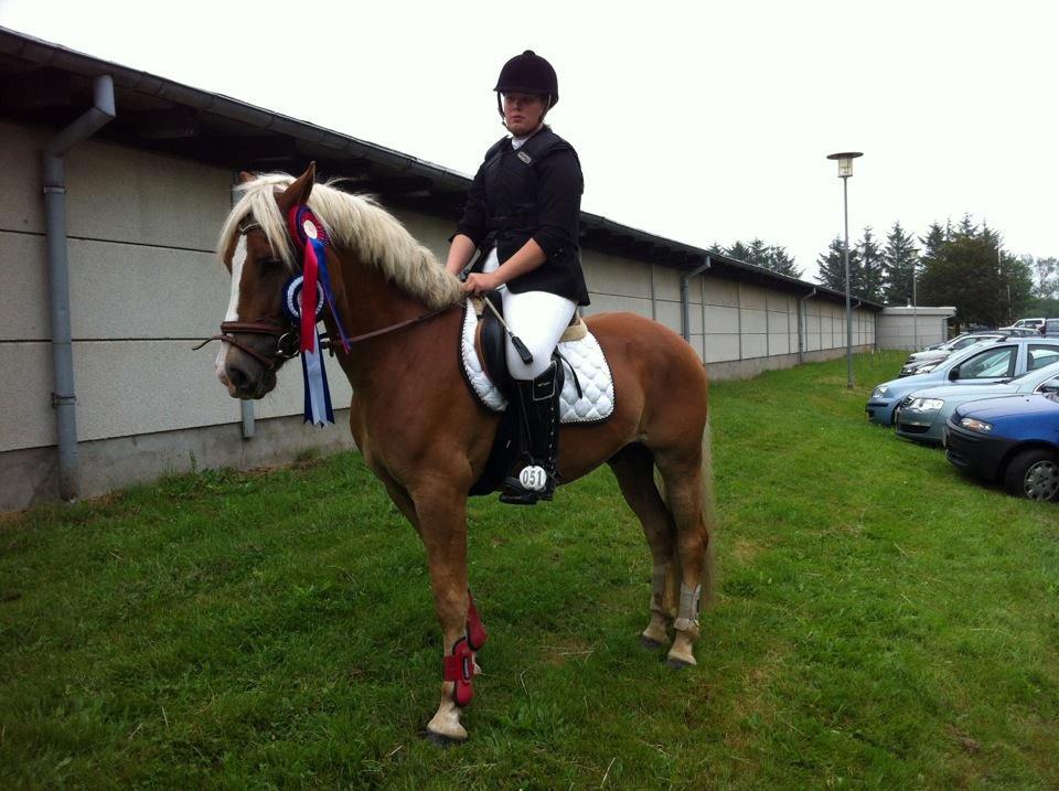 Haflinger PEGASUS - Efter stævne i Hjørring :-) billede 16