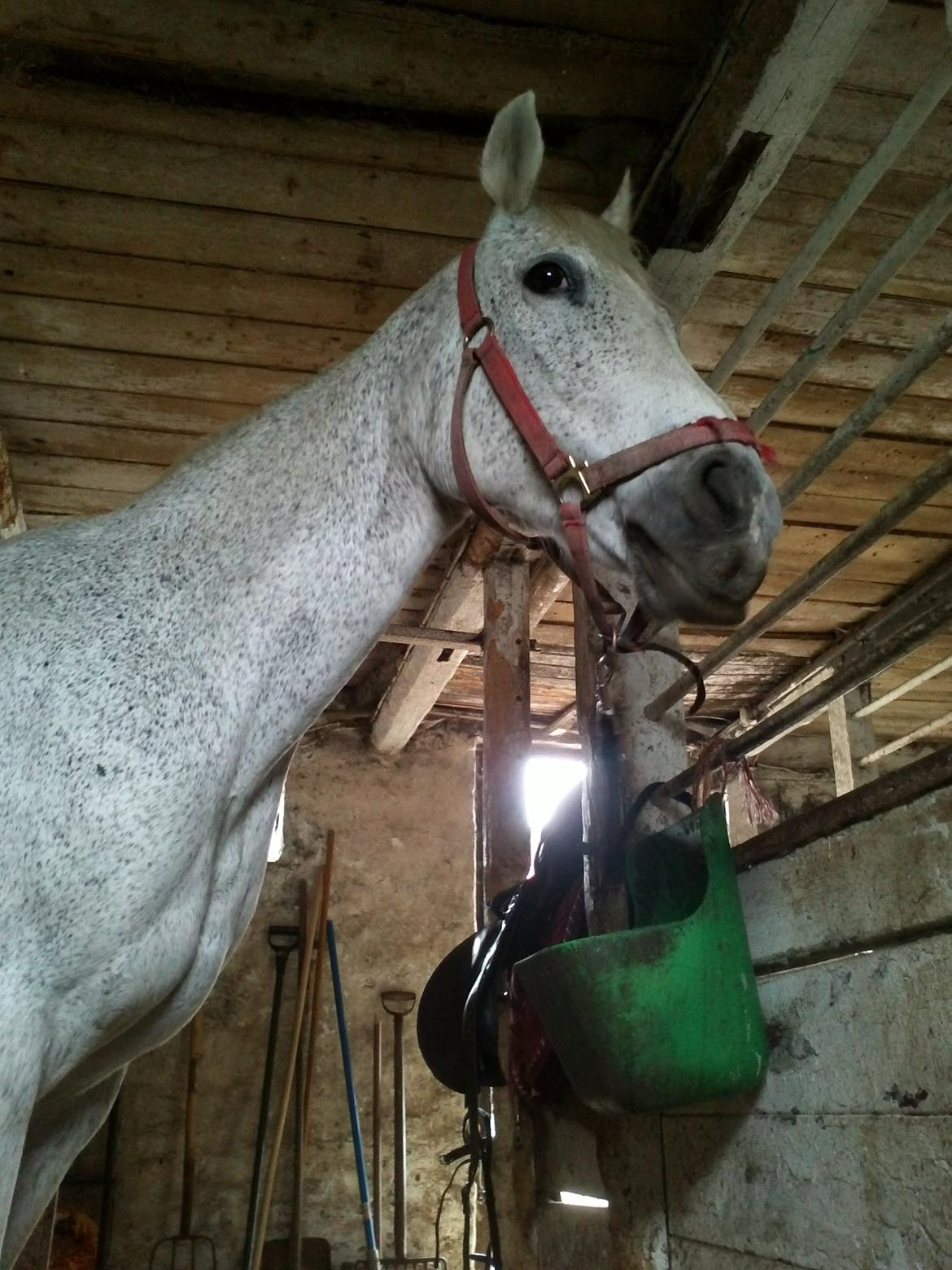 Anden særlig race Jasmin - Smil.:D <3 billede 9