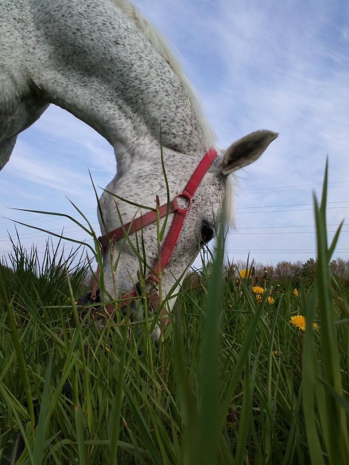 Anden særlig race Jasmin - Jasmin Sabah en pony af guld.! :D <3 billede 18
