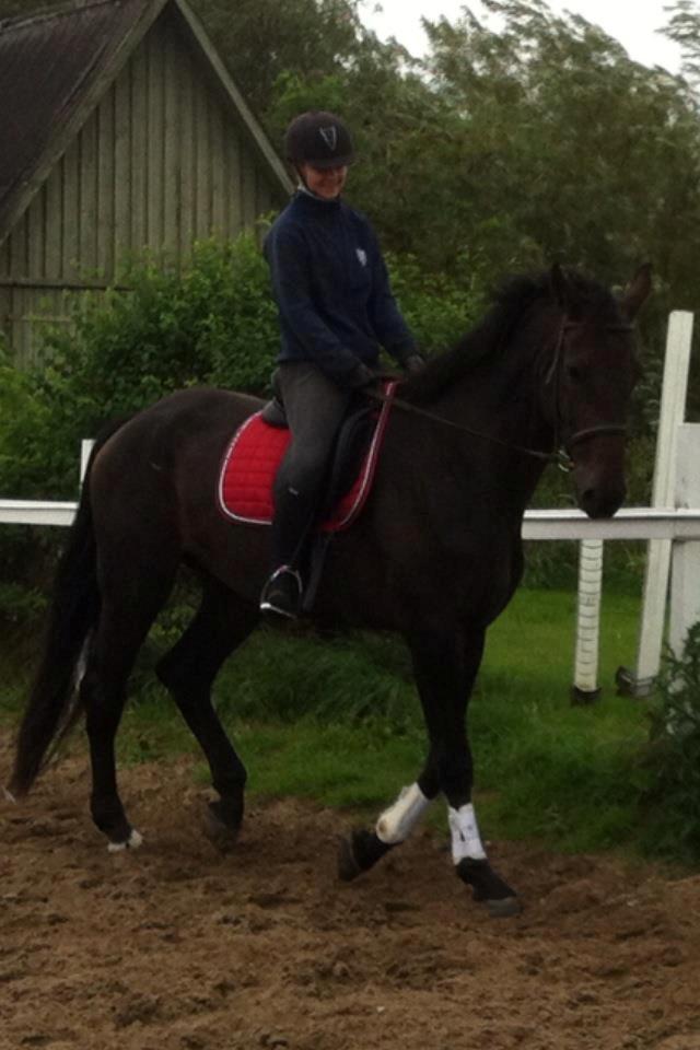 Holstener Columbus B - Verdens bedste buller <3  billede 5