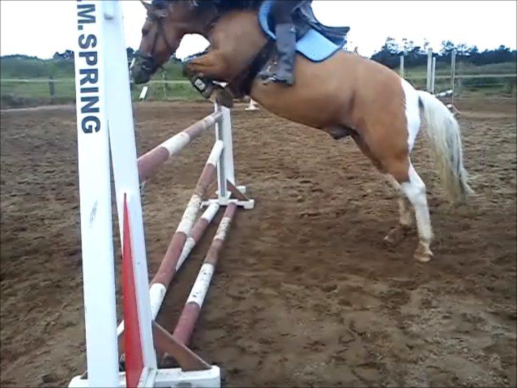 Anden særlig race Charming - Charming springer 105 cm. d. 23-09-12 :) <3 billede 2