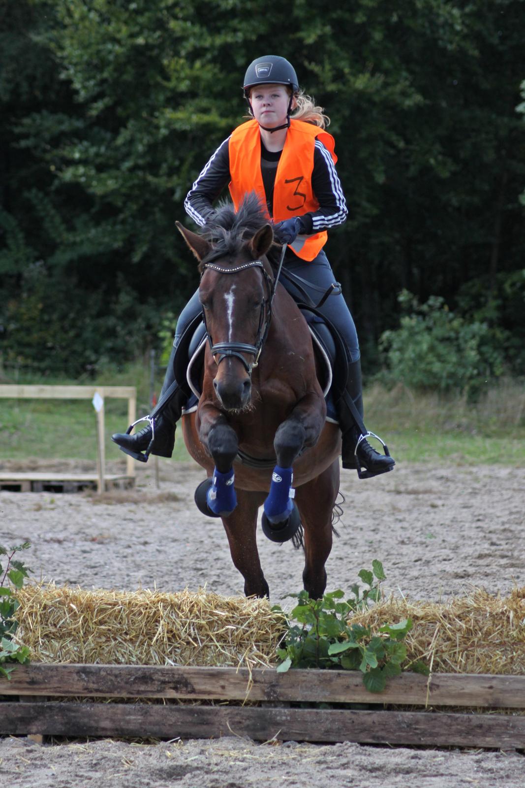 Anden særlig race Stald Birkelys Issebelle - Første TREC stævne - her over "hæk" ♥ 23.09.12 Foto: Mette Borre billede 19