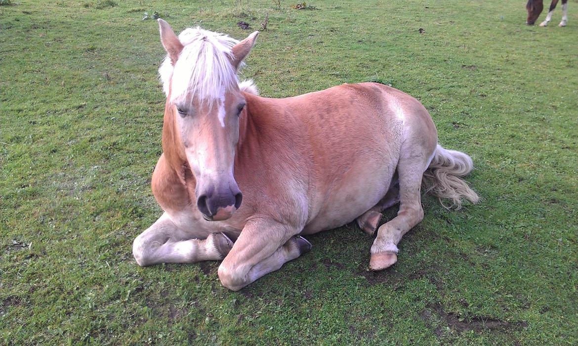 Haflinger | Cocio ~ MY SOULMATE!<3 R.I.P - 22. september 2012
Det sødeste syn at komme ud til <3 billede 3