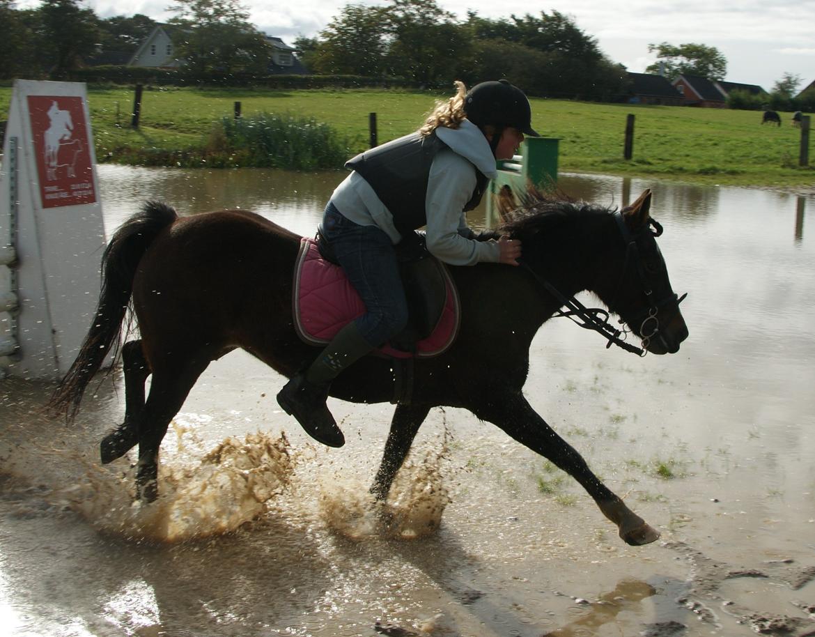 Welsh Pony af Cob-type (sec C) Fanny "Kommer til at savne dig" - Landede efter det fedeste spring billede 14