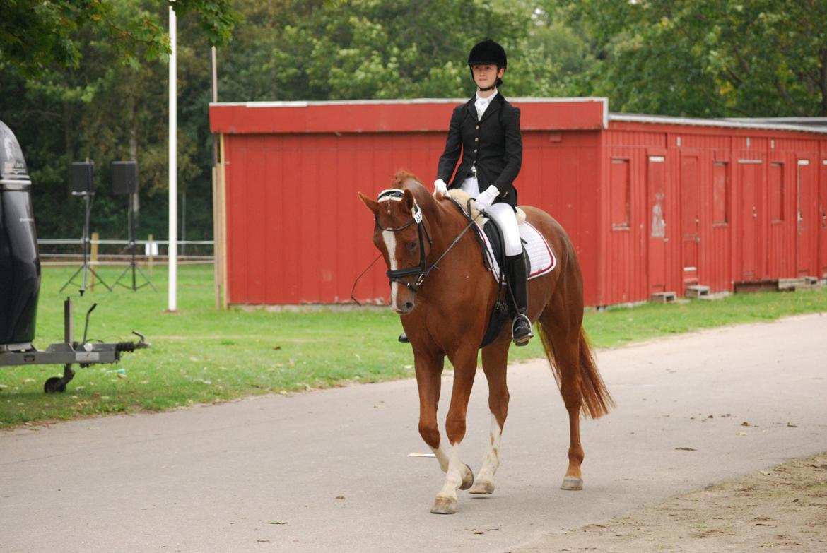 Dansk Varmblod Windy - Windy på store hestedag billede 18