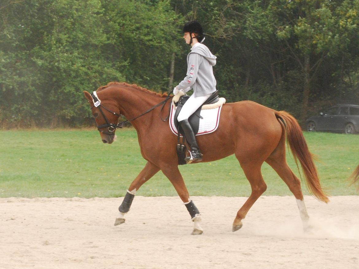 Dansk Varmblod Windy - Windy i opvarmningen på store hestedag :) billede 19