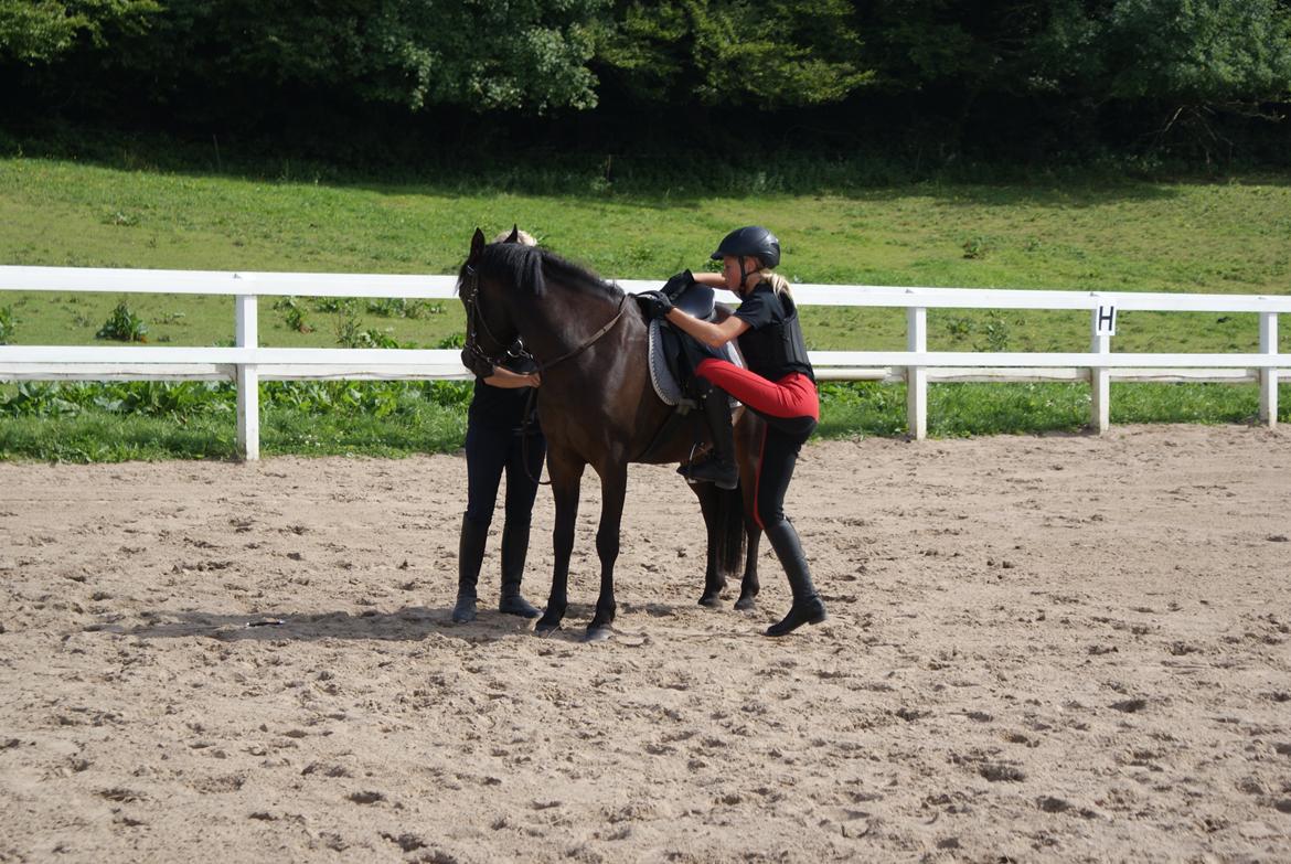 Anden særlig race Luna Star billede 3