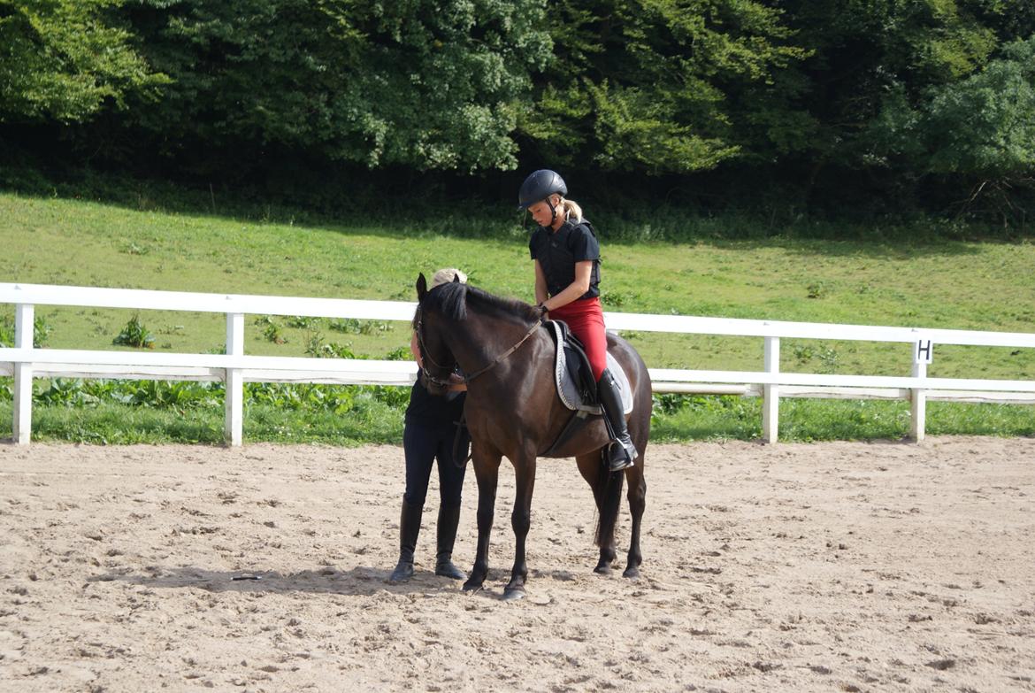 Anden særlig race Luna Star billede 4