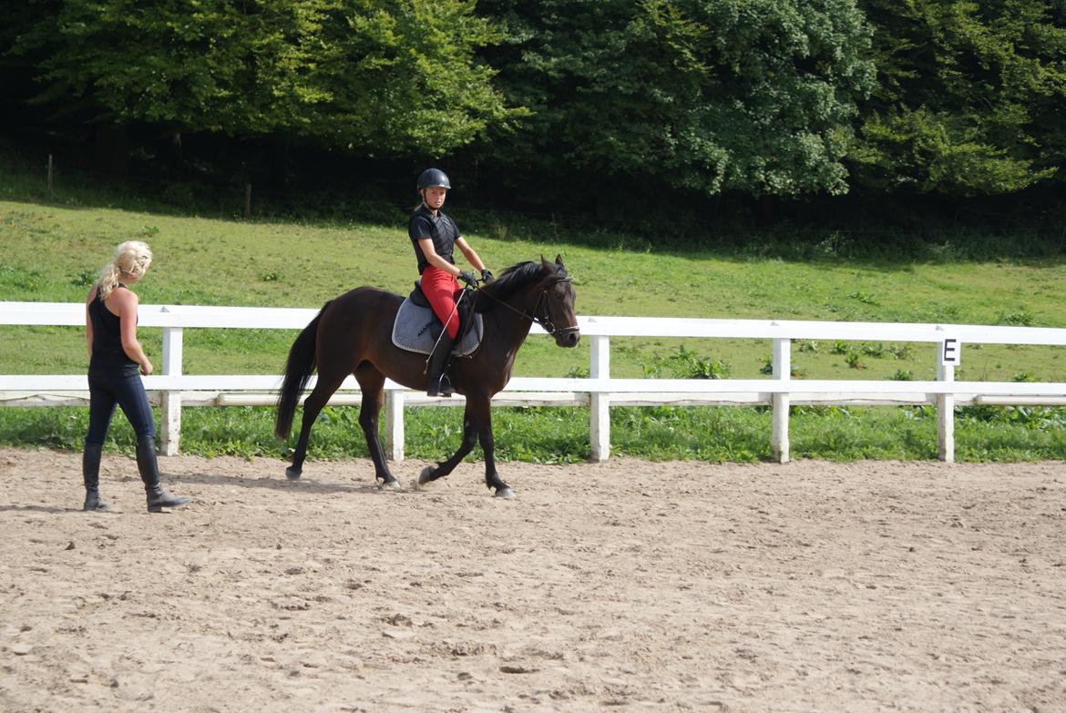 Anden særlig race Luna Star billede 5