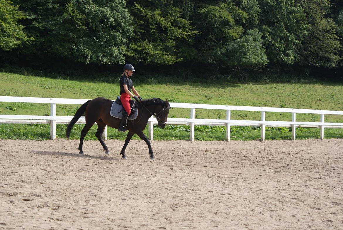 Anden særlig race Luna Star billede 6