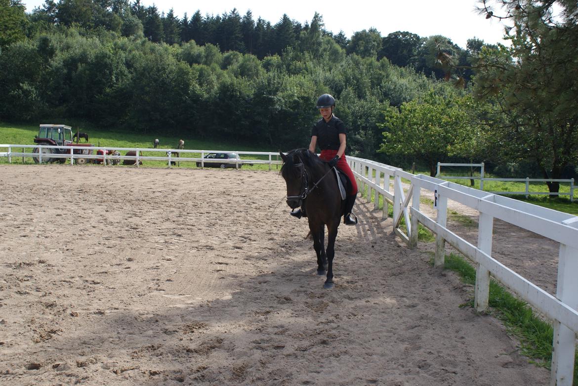 Anden særlig race Luna Star billede 7