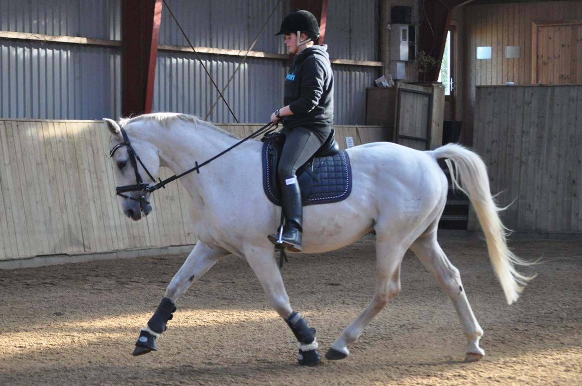 Dansk Varmblod Corland IV billede 11