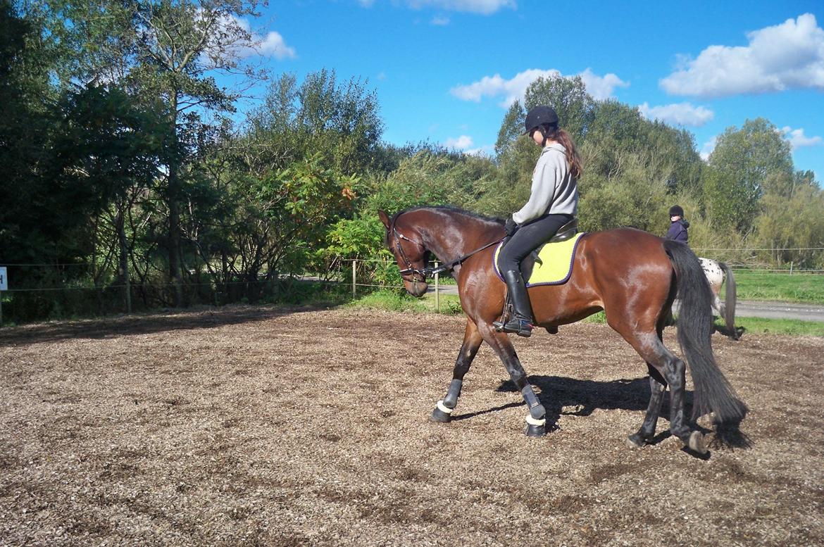 Anden særlig race Fladbjergs O'Mally(Tidl. hest!) - Dressur igen:)<3 billede 6