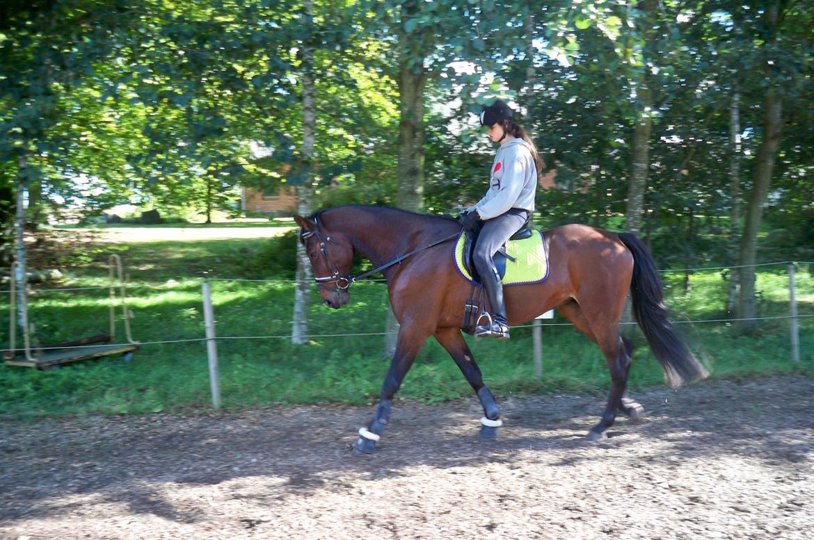 Anden særlig race Fladbjergs O'Mally(Tidl. hest!) - Dressur<3 billede 7