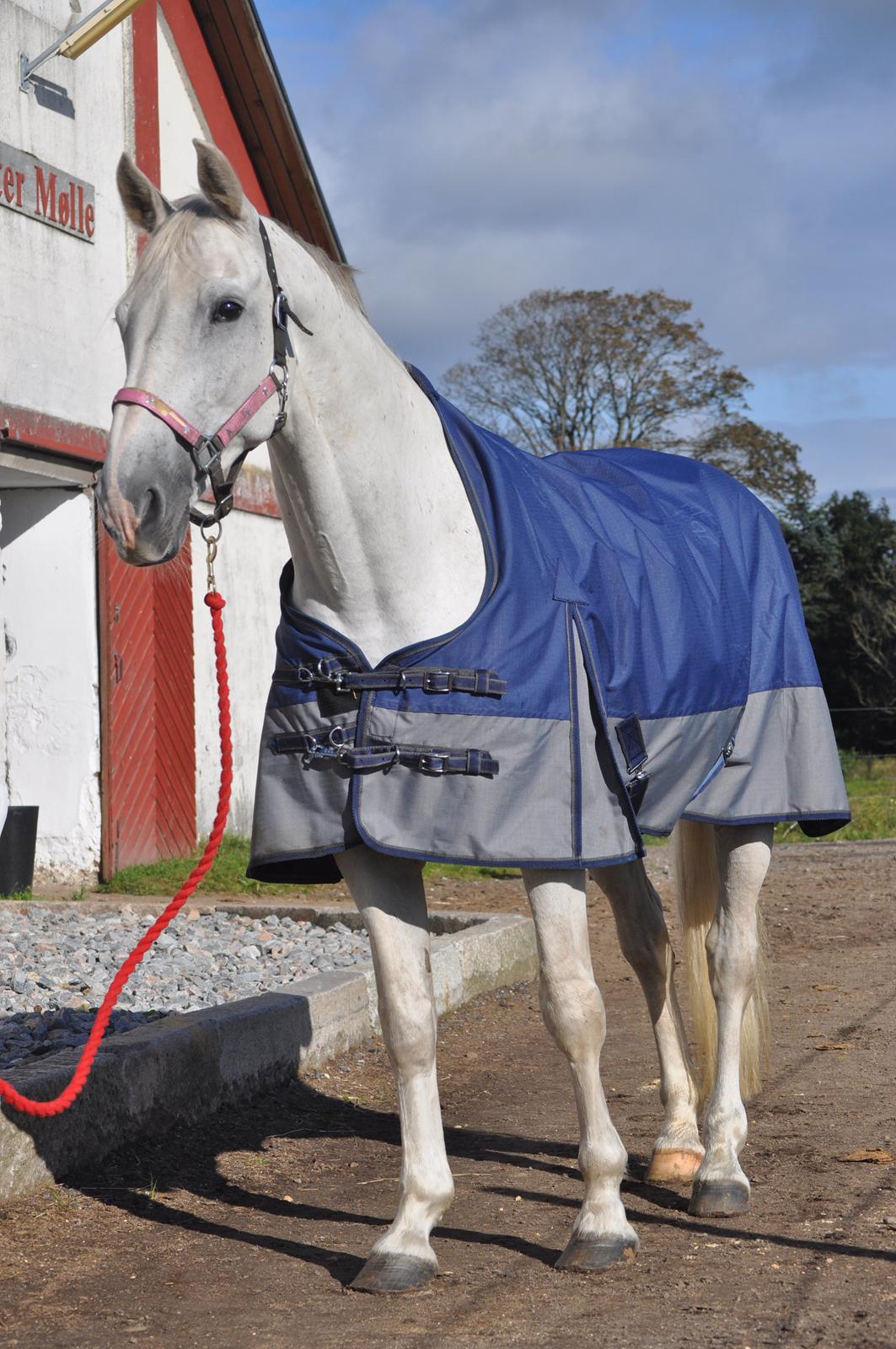 Dansk Varmblod Corland IV billede 1