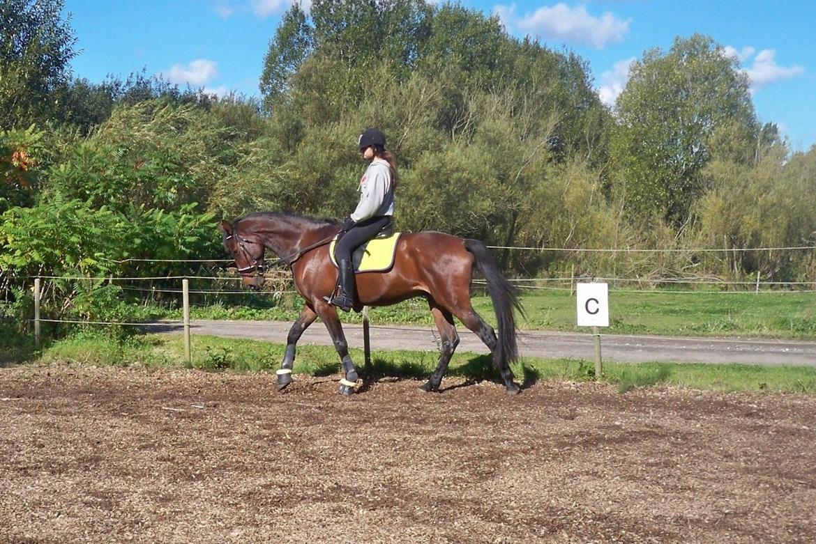 Anden særlig race Fladbjergs O'Mally(Tidl. hest!) - Lidt dressur<3 billede 2