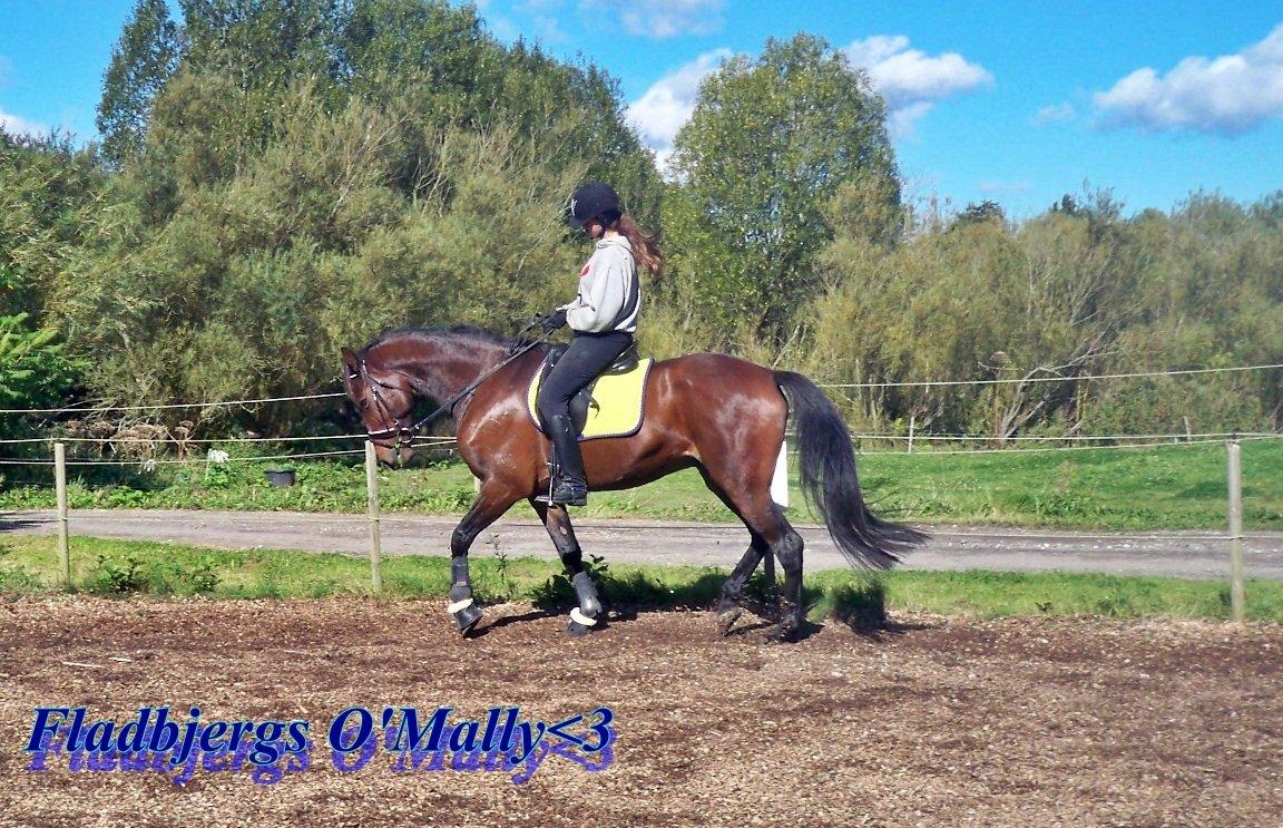 Anden særlig race Fladbjergs O'Mally(Tidl. hest!) - Dressur<3 billede 10