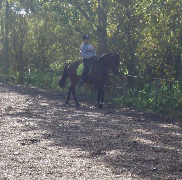 Anden særlig race Fladbjergs O'Mally(Tidl. hest!) - Dresssur:o)<3 billede 11