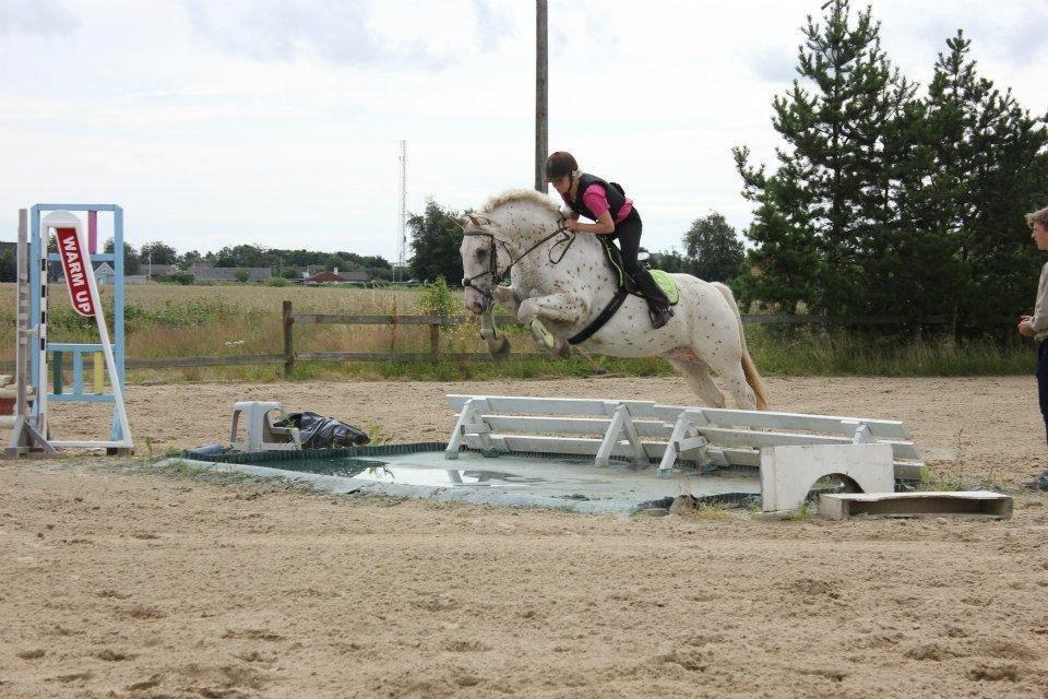 Noriker julius drømmeponyen<3 - julie og julius er på ridelejer i ulstedridekub<3
og springer vand for første gang :) så sejt<3! billede 1