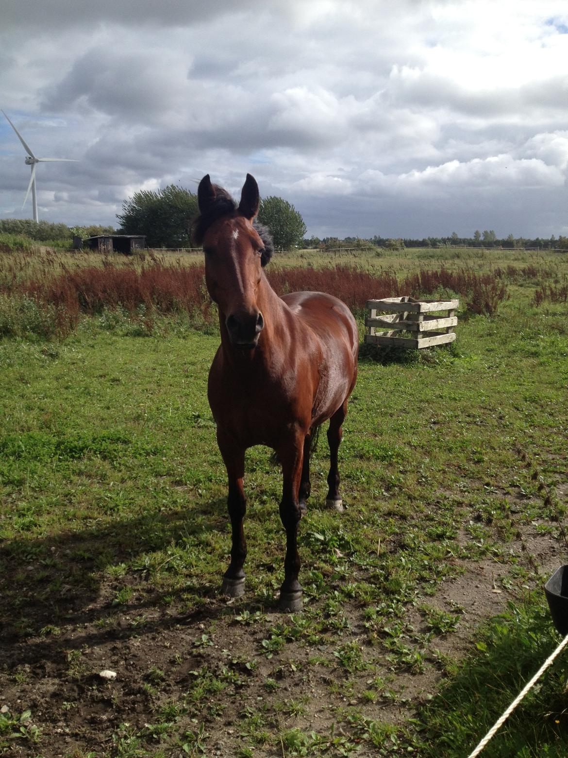 DSP Bæklunds Lise - Lise på fold. billede 4