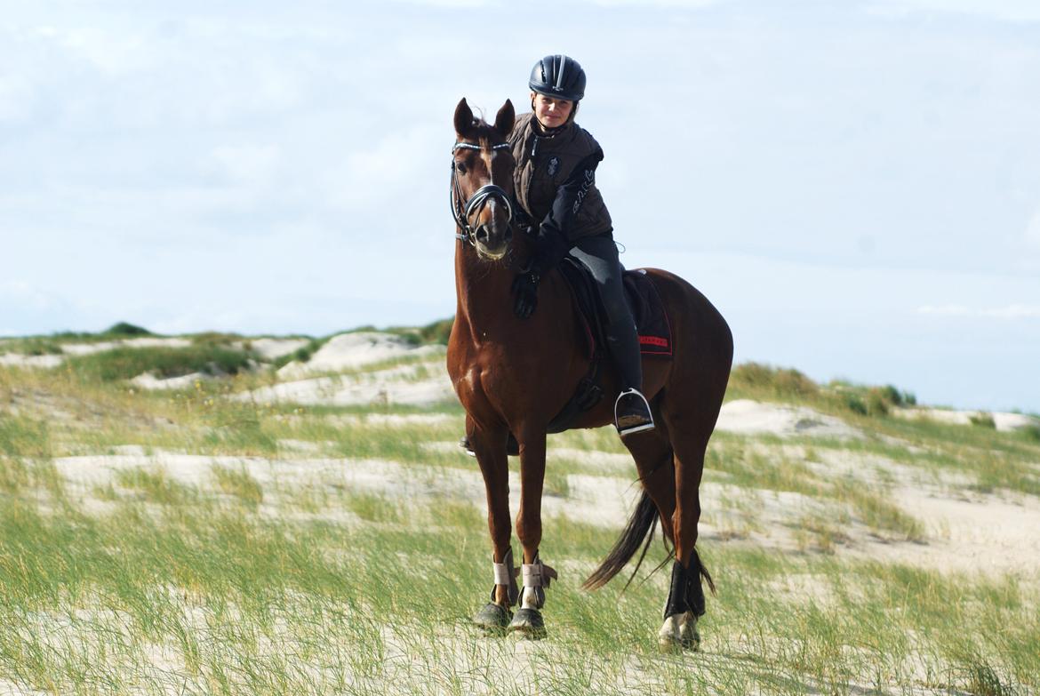 Welsh Partbred (Sec F) De Wijk's Aislin B PONY - Rømø tur i efteråret 2012 <3 billede 12