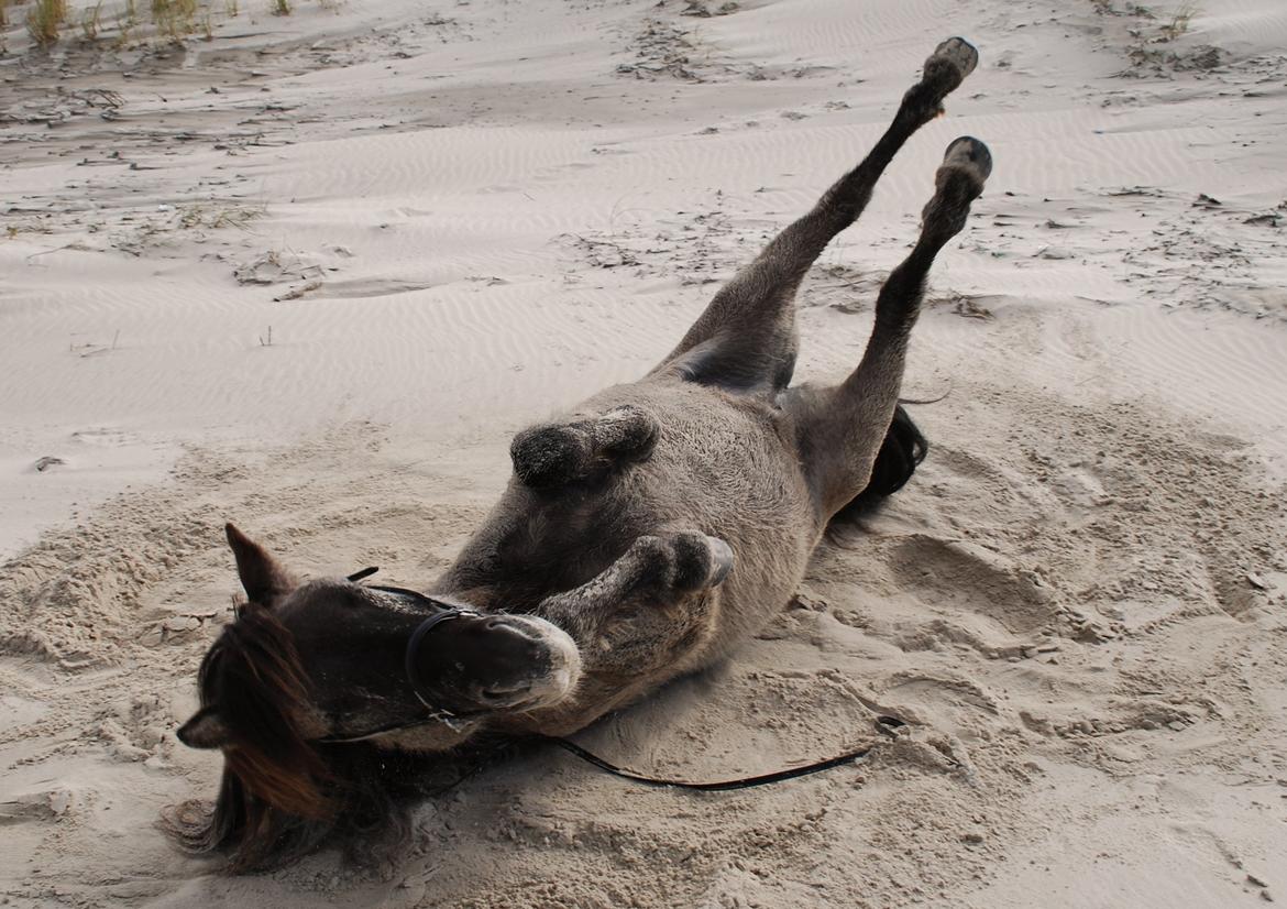 Islænder Sif frá Skarholt - Skønt at rulle sig på Blokhus Strand 23/9-12 billede 4