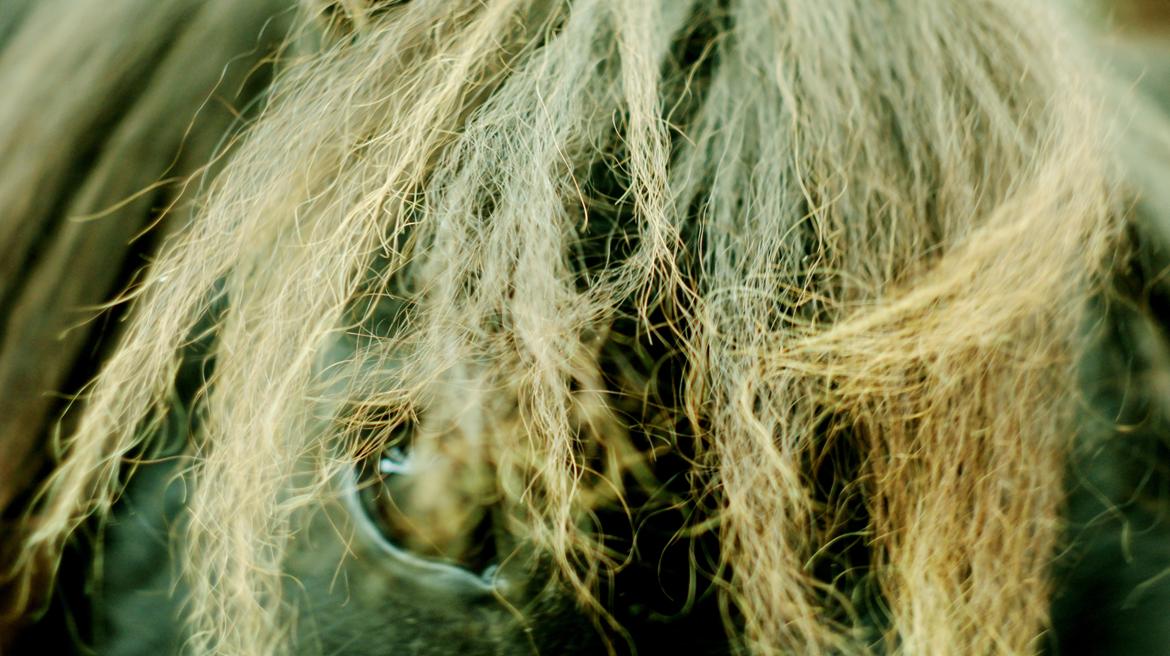 Shetlænder Wednesday <3 (tidligere Mini) - Always be yourself! Unless you can be a unicorn. Then always be a unicorn! billede 1